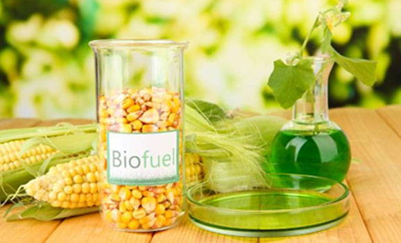 바이오연료(Biofuel) 사진