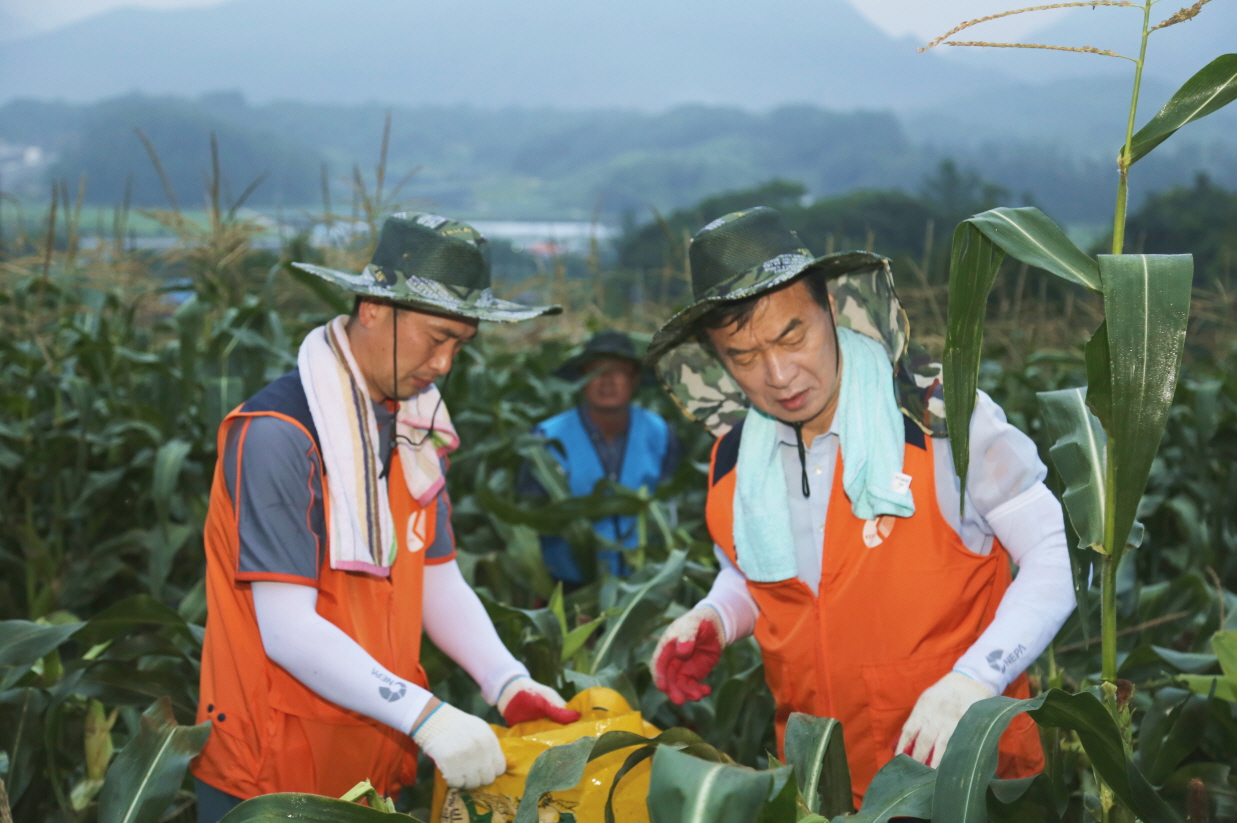 옥수수 농사 장면