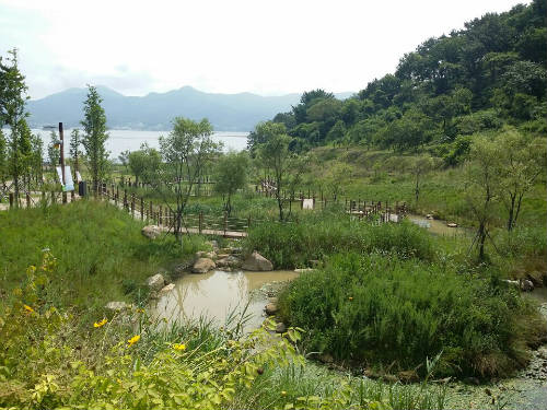환경정화하는 숲 사진