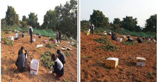 농촌봉사활동(고구마밭)