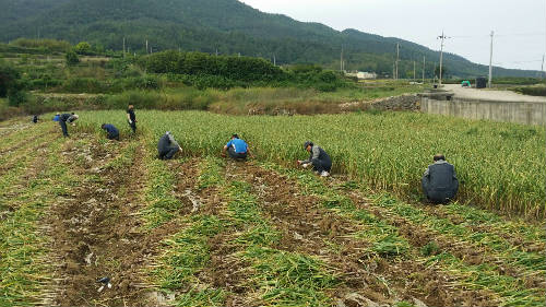 농촌 일손돕기 사회공헌활동 시행