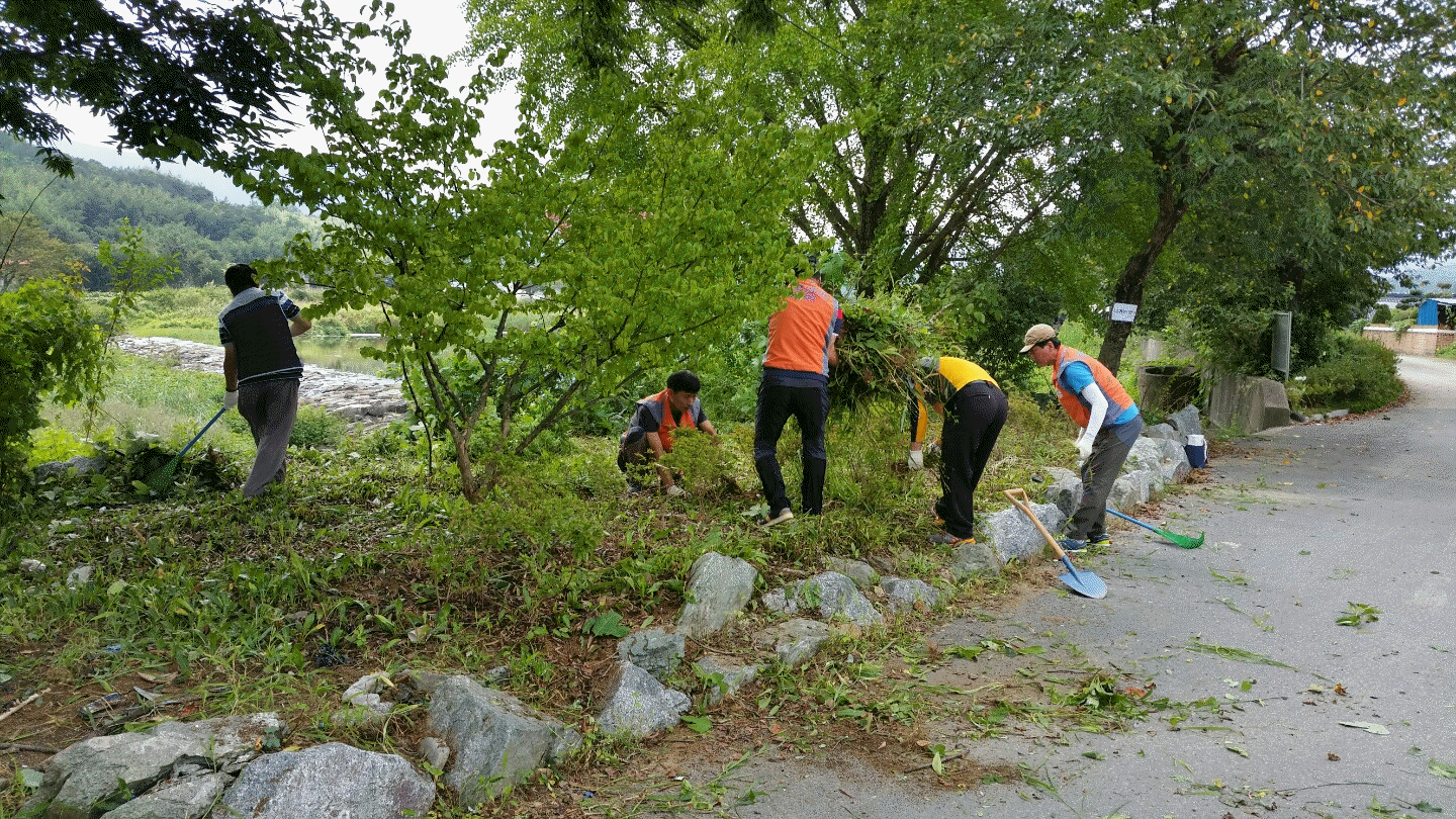 잡초제거 및 정화활동 실시
